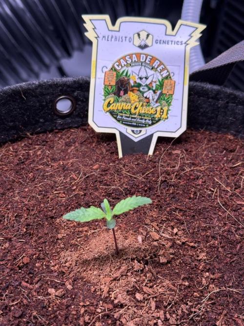 Canna Cheese 1:1 (2026) #1 & #2. Week 1 - Day 7-CC2