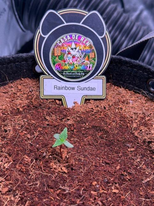 Rainbow Sundae 11-Mephisto Genetics. Week 1 - Day 3