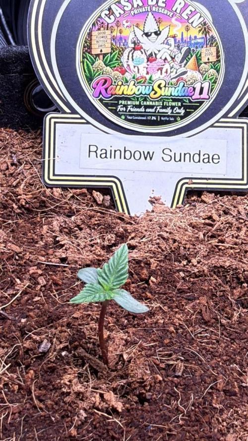 Rainbow Sundae 11-Mephisto Genetics. Week 1 - Day 3