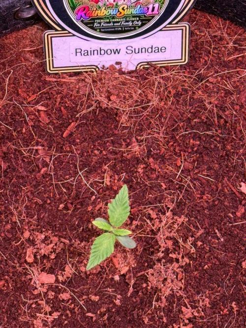 Rainbow Sundae 11-Mephisto Genetics. Week 1 - Day 6