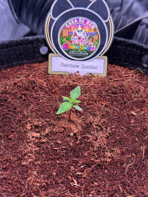Rainbow Sundae 11-Mephisto Genetics. Week 1 - Day 6