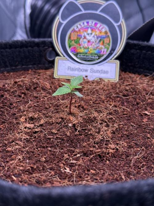 Rainbow Sundae 11-Mephisto Genetics. Week 1 - Day 6