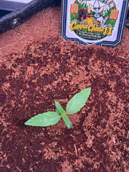 Canna Cheese 1:1 (2026) #1 & #2. Week 2 - Day 8-CC1
