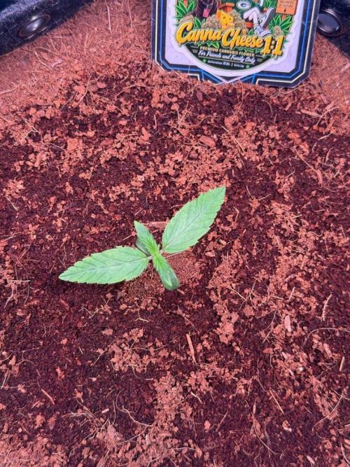 Canna Cheese 1:1 (2026) #1 & #2. Week 2 - Day 8-CC1