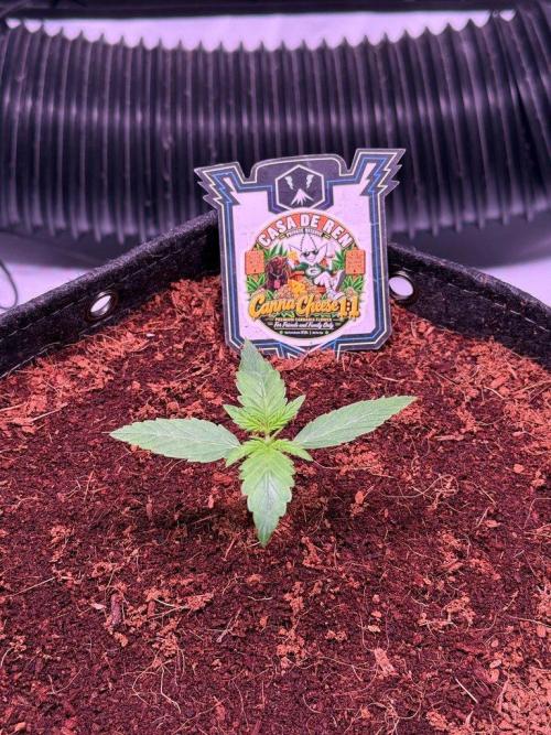 Canna Cheese 1:1 (2026) #1 & #2. Week 2 - Day 11-CC1