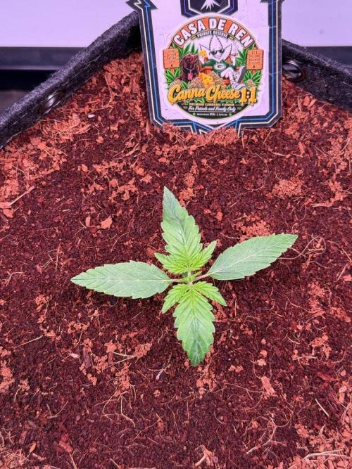 Canna Cheese 1:1 (2026) #1 & #2. Week 2 - Day 11-CC1