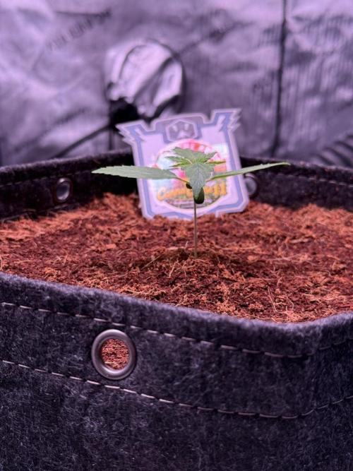 Canna Cheese 1:1 (2026) #1 & #2. Week 2 - Day 11-CC1