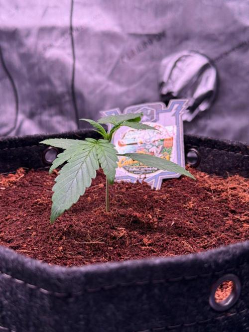 Canna Cheese 1:1 (2026) #1 & #2. Week 2 - Day 14-CC1