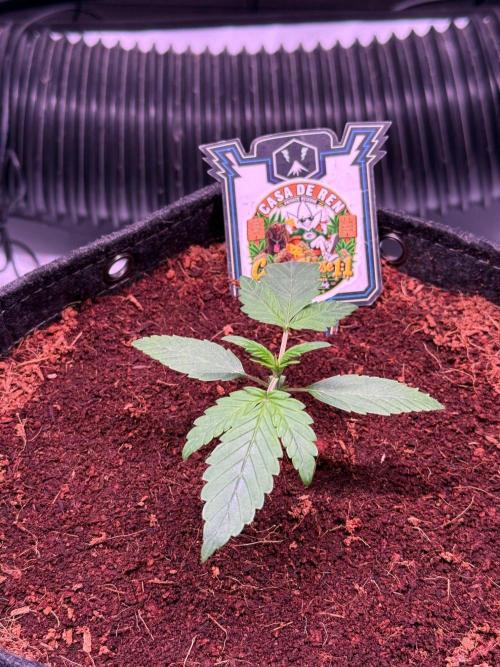 Canna Cheese 1:1 (2026) #1 & #2. Week 2 - Day 14-CC1