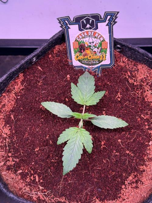 Canna Cheese 1:1 (2026) #1 & #2. Week 2 - Day 14-CC1