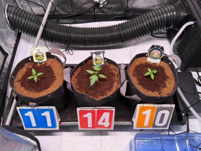 Canna Cheese 1:1 (2026) #1 & #2. Week 2 - Day 14-
Fall Grow Lineup