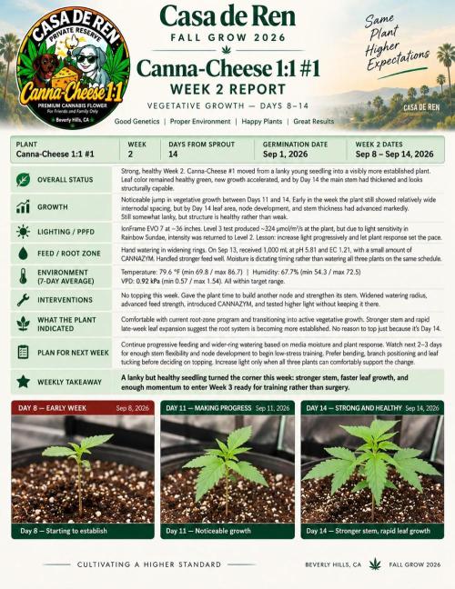 Canna Cheese 1:1 (2026) #1 & #2. Week 2 - Weekly Update
