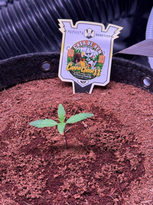 Canna Cheese 1:1 (2026) #1 & #2. Week 2 - Day 9-CC2