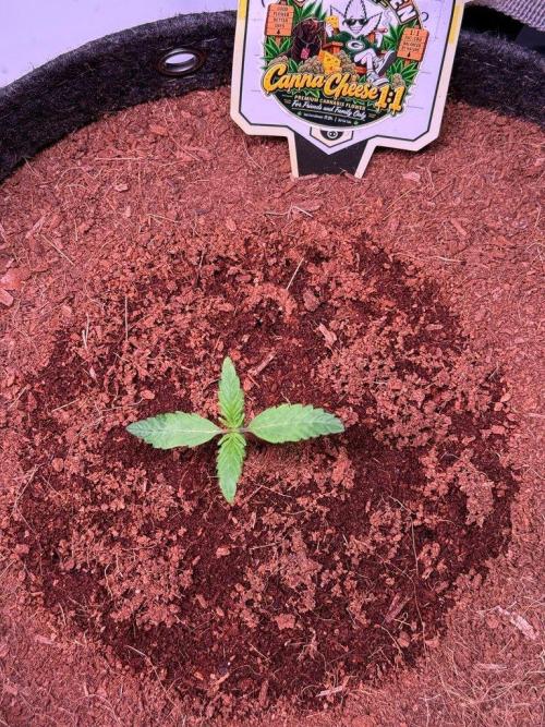 Canna Cheese 1:1 (2026) #1 & #2. Week 2 - Day 9-CC2
