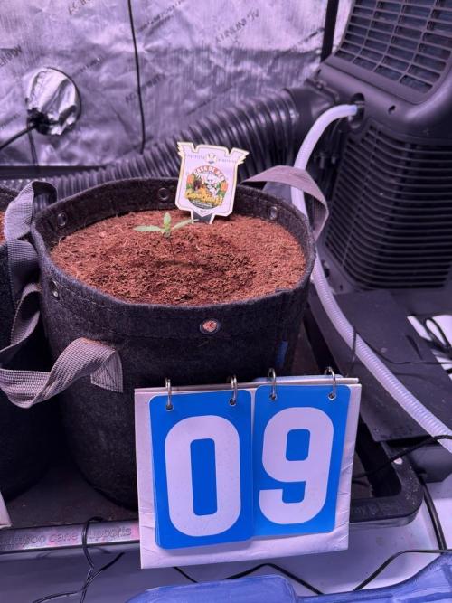 Canna Cheese 1:1 (2026) #1 & #2. Week 2 - Day 9-CC2