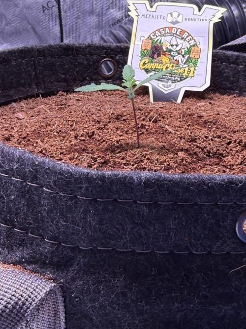 Canna Cheese 1:1 (2026) #1 & #2. Week 2 - Day 9-CC2