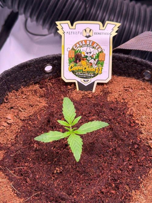 Canna Cheese 1:1 (2026) #1 & #2. Week 2 - Day 11-CC2