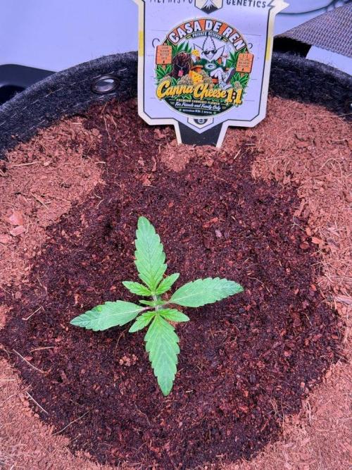Canna Cheese 1:1 (2026) #1 & #2. Week 2 - Day 11-CC2