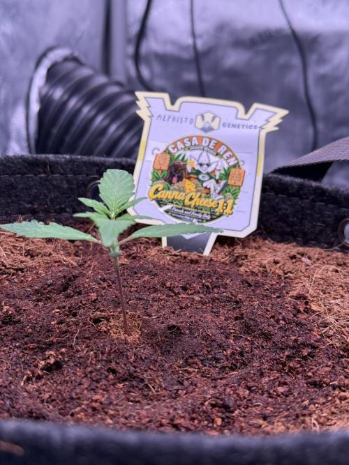 Canna Cheese 1:1 (2026) #1 & #2. Week 2 - Day 11-CC2