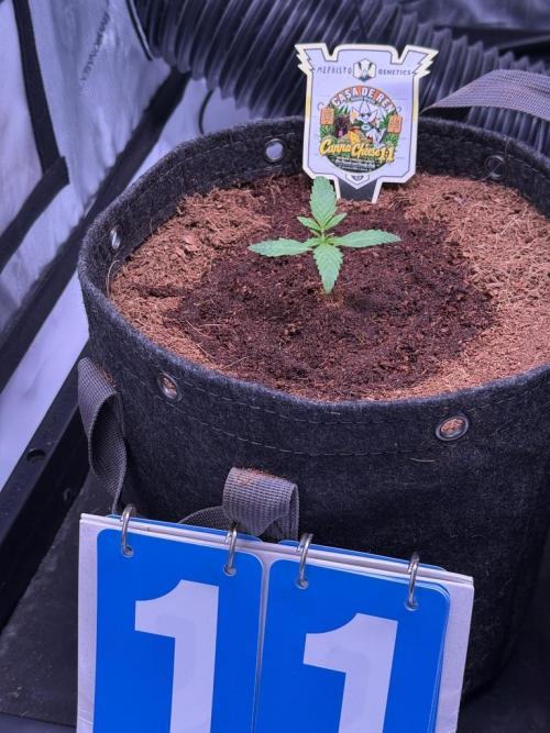 Canna Cheese 1:1 (2026) #1 & #2. Week 2 - Day 11-CC2