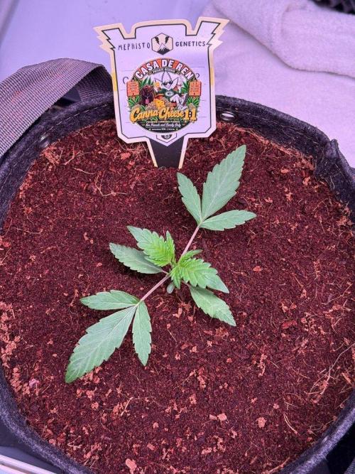 Canna Cheese 1:1 (2026) #1 & #2. Week 2 - Day 14-CC2