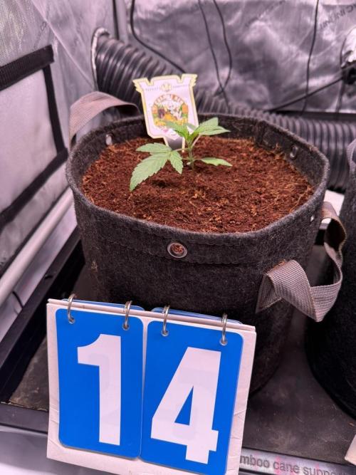 Canna Cheese 1:1 (2026) #1 & #2. Week 2 - Day 14-CC2