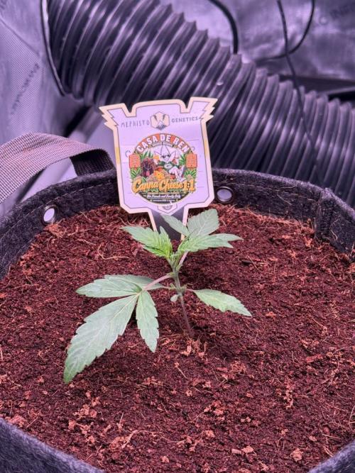 Canna Cheese 1:1 (2026) #1 & #2. Week 2 - Day 14-CC2