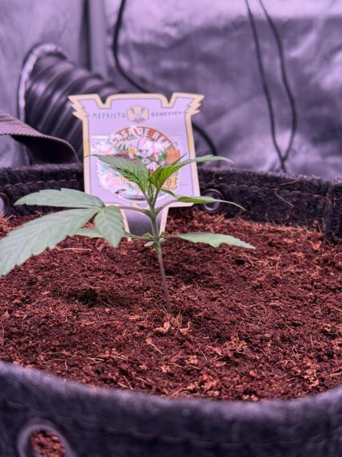 Canna Cheese 1:1 (2026) #1 & #2. Week 2 - Day 14-CC2