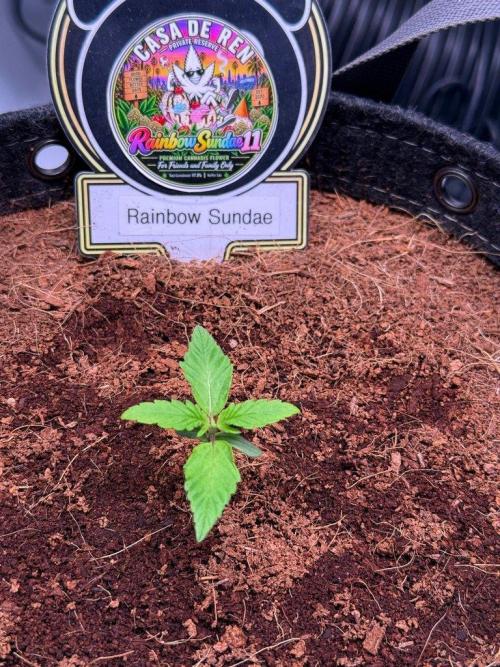 Rainbow Sundae 11-Mephisto Genetics. Week 2 - Day 8