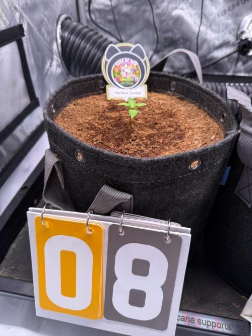 Rainbow Sundae 11-Mephisto Genetics. Week 2 - Day 8