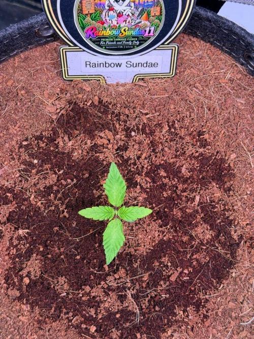 Rainbow Sundae 11-Mephisto Genetics. Week 2 - Day 8