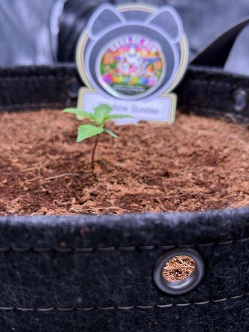 Rainbow Sundae 11-Mephisto Genetics. Week 2 - Day 8