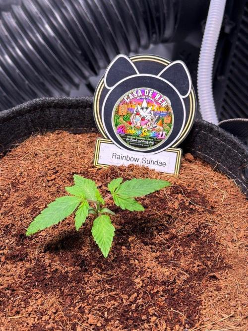 Rainbow Sundae 11-Mephisto Genetics. Week 2 - Day 11