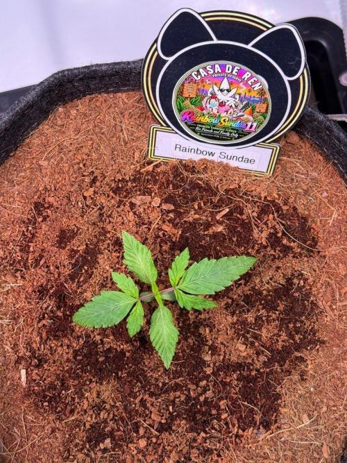 Rainbow Sundae 11-Mephisto Genetics. Week 2 - Day 11