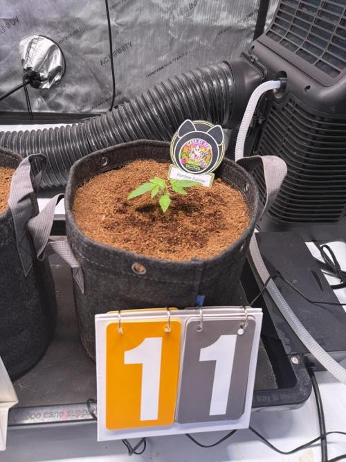 Rainbow Sundae 11-Mephisto Genetics. Week 2 - Day 11