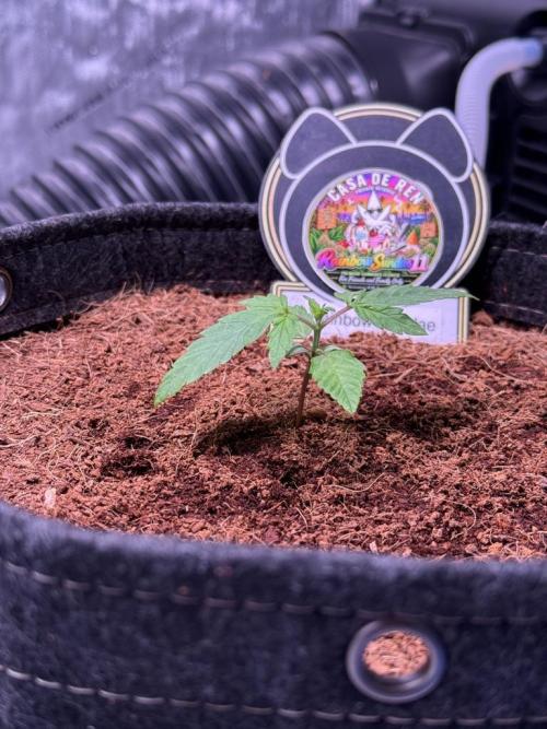 Rainbow Sundae 11-Mephisto Genetics. Week 2 - Day 11