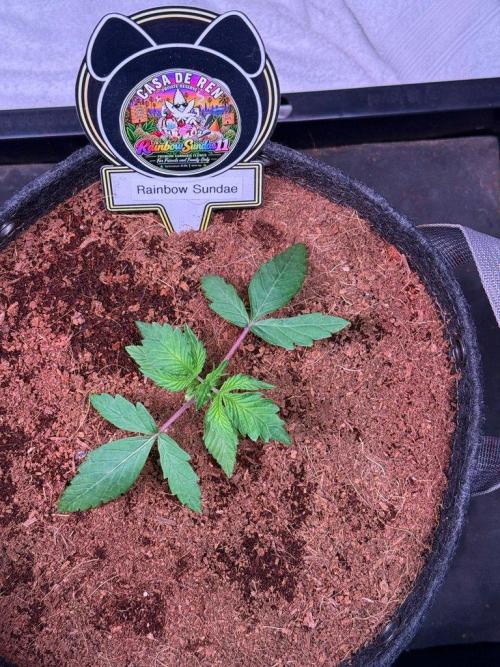 Rainbow Sundae 11-Mephisto Genetics. Week 2 - Day 14