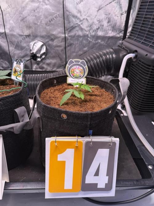 Rainbow Sundae 11-Mephisto Genetics. Week 2 - Day 14