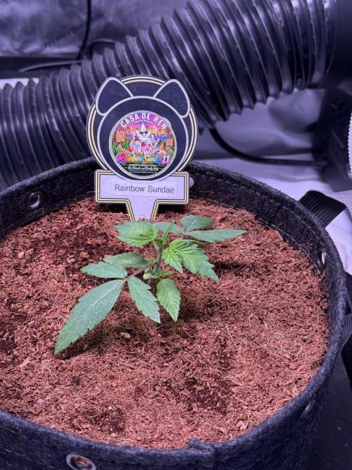 Rainbow Sundae 11-Mephisto Genetics. Week 2 - Day 14