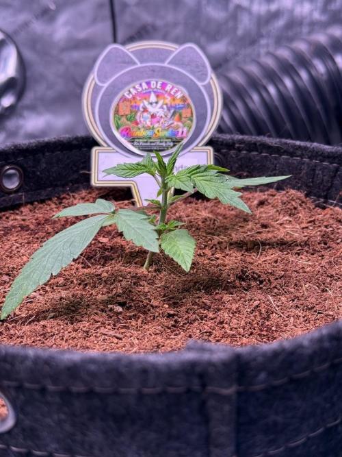Rainbow Sundae 11-Mephisto Genetics. Week 2 - Day 14