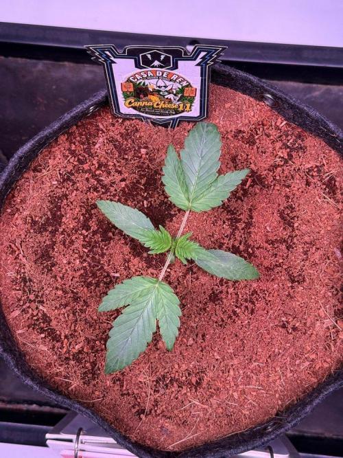 Canna Cheese 1:1 (2026) #1 & #2. Week 3 - Day 15-CC1