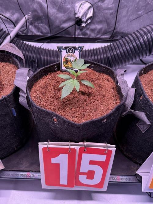 Canna Cheese 1:1 (2026) #1 & #2. Week 3 - Day 15-CC1