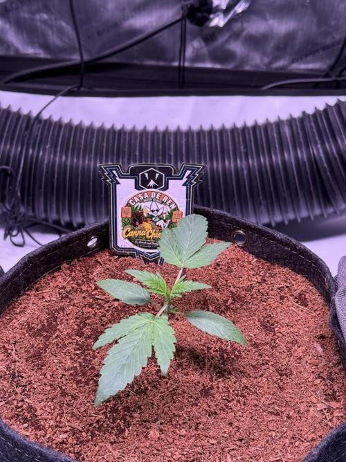 Canna Cheese 1:1 (2026) #1 & #2. Week 3 - Day 15-CC1