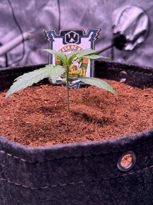 Canna Cheese 1:1 (2026) #1 & #2. Week 3 - Day 15-CC1