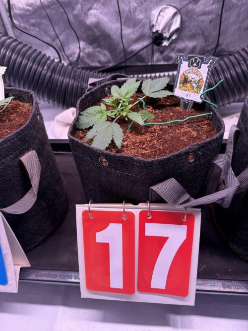 Canna Cheese 1:1 (2026) #1 & #2. Week 3 - Day 18-CC1