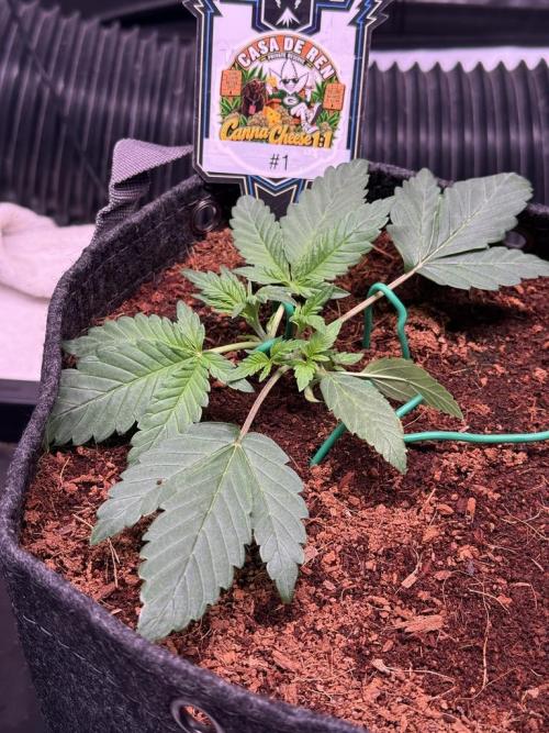 Canna Cheese 1:1 (2026) #1 & #2. Week 3 - Day 18-CC1