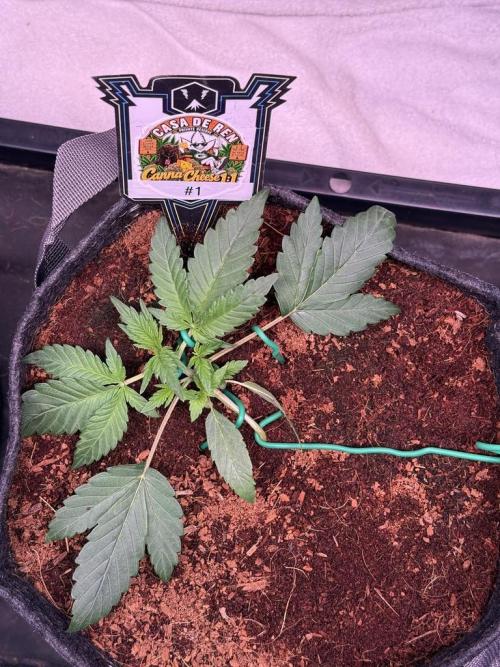 Canna Cheese 1:1 (2026) #1 & #2. Week 3 - Day 18-CC1