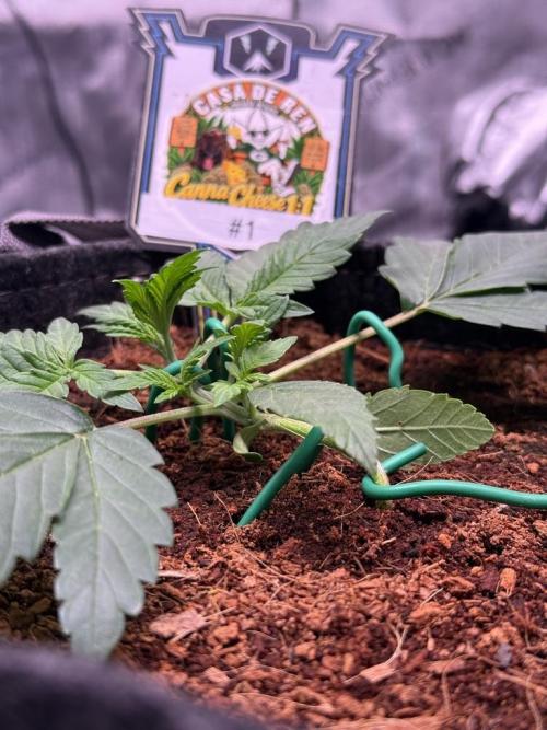 Canna Cheese 1:1 (2026) #1 & #2. Week 3 - Day 18-CC1