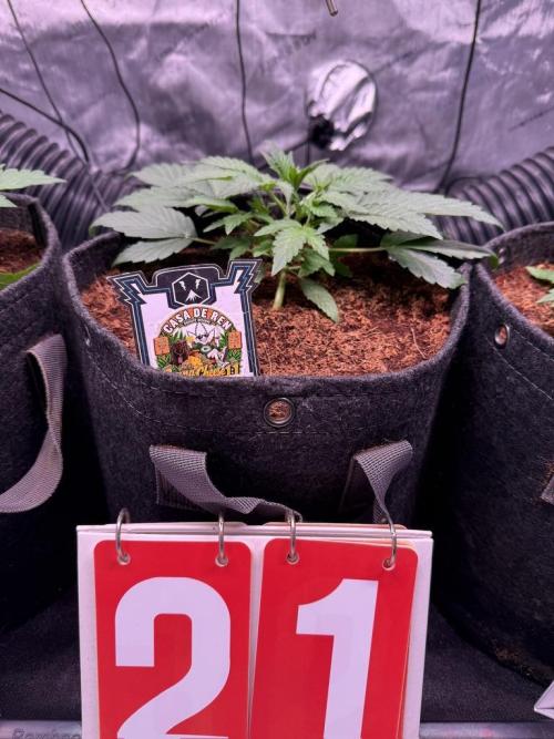 Canna Cheese 1:1 (2026) #1 & #2. Week 3 - Day 21-CC1