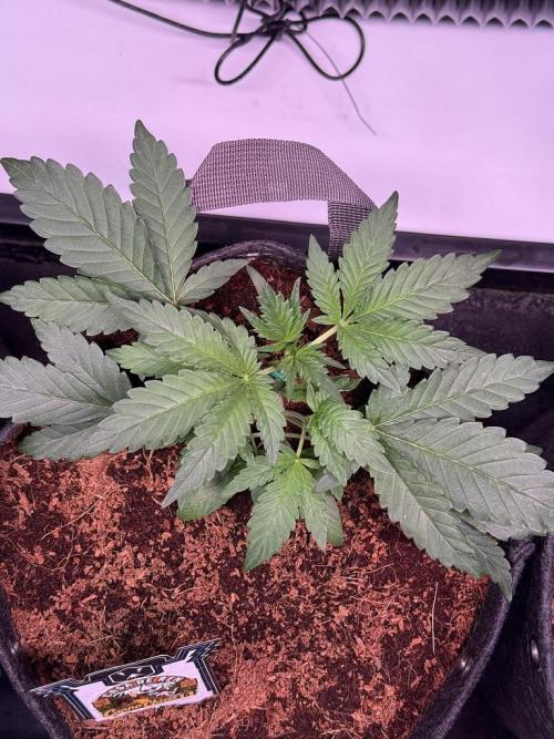 Canna Cheese 1:1 (2026) #1 & #2. Week 3 - Day 21-CC1